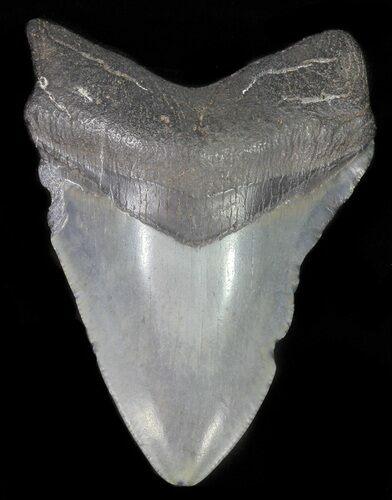 Fossil Megalodon Tooth - Georgia #65759
